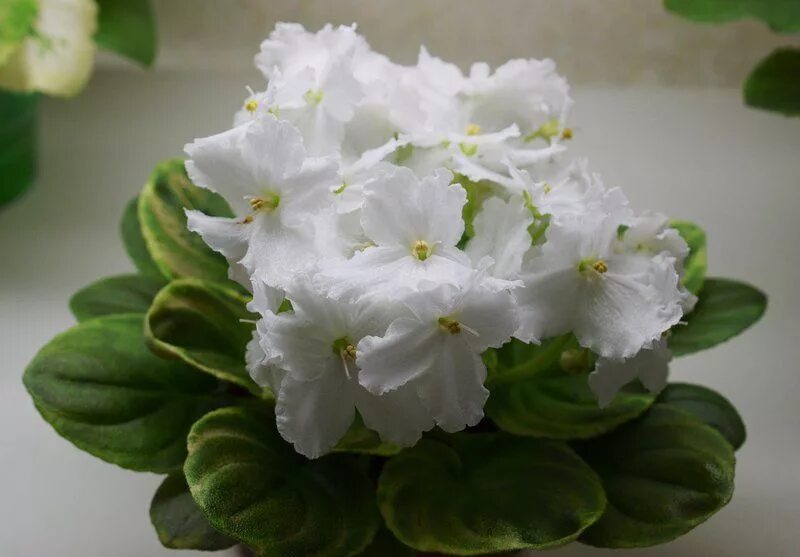 Фиалка джунгарик. Фиалка ос. Фиалка оса. Lunar lily white сенполия. Сенполия оса.