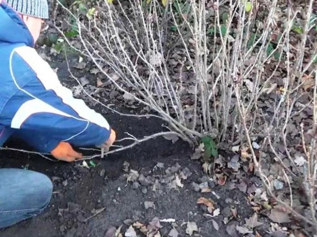 Уход за голубикой после зимы. Обрезать Барбарис весной. Весенняя подрезка смородины весной. Весенняя обрезка крыжовника ранней весной. Обрезка кустов смородины весной.