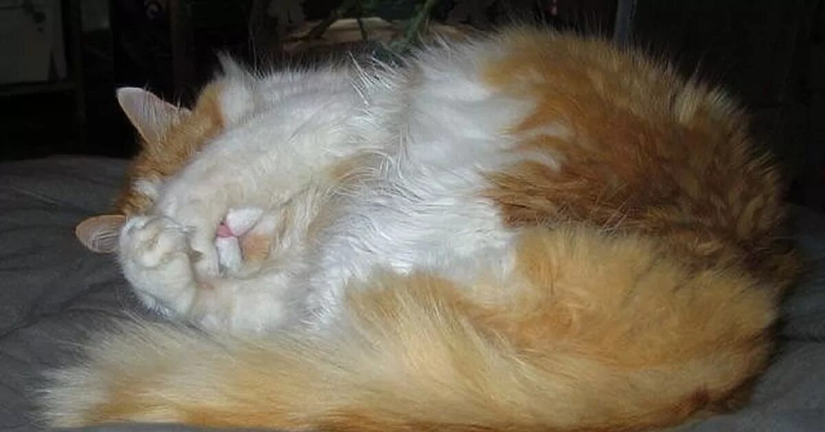 Коту стыдно. Рыжий кот уснул с открытым глазом. Коту стыдно картинки.