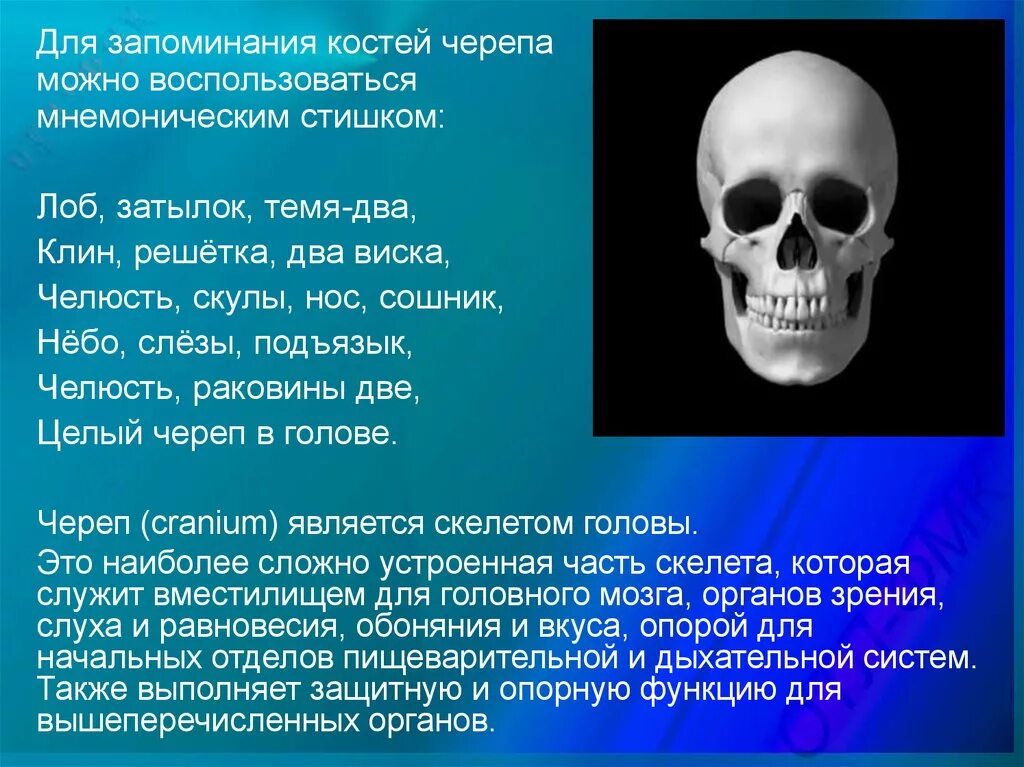 Череп и кости 6. Кости черепа. Стих про кости черепа. Скелет головы. Стих для лучшего запоминания костей черепа.