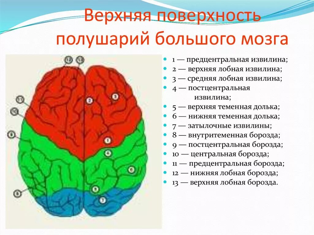 В головном мозге особенно развиты полушария