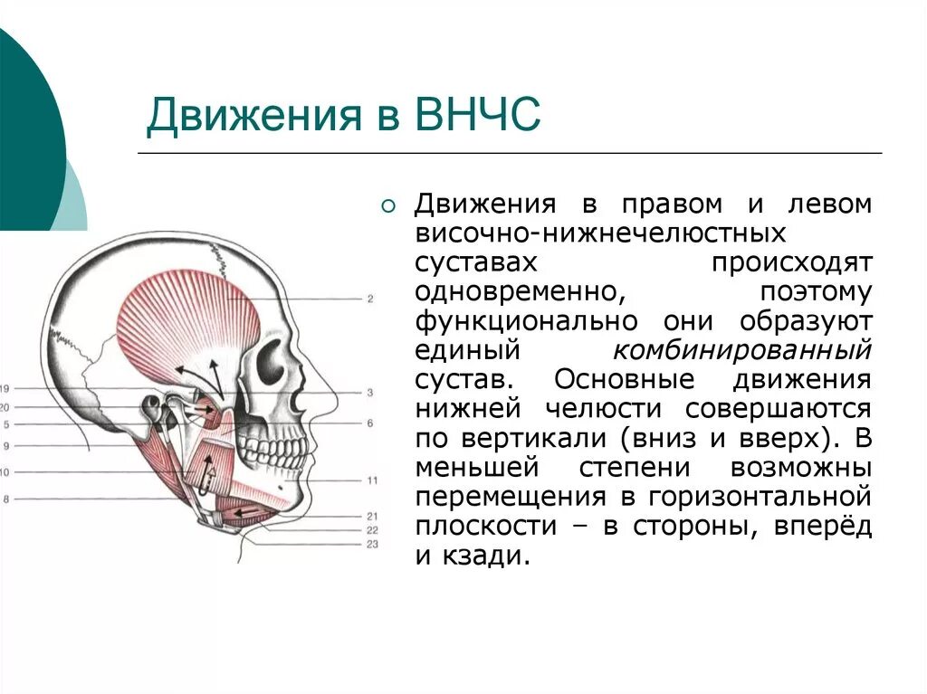 Соединение нижнечелюстной и височной кости. ВНЧС оси движения. Движение нижней челюсти в височно-нижнечелюстном суставе. Височно-нижнечелюстной сустав оси движения.