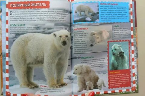 Почему белый медведь в красной книге