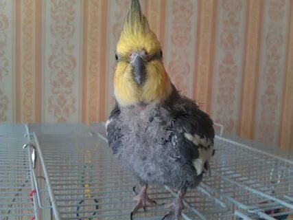 Корелла выщипывает перья