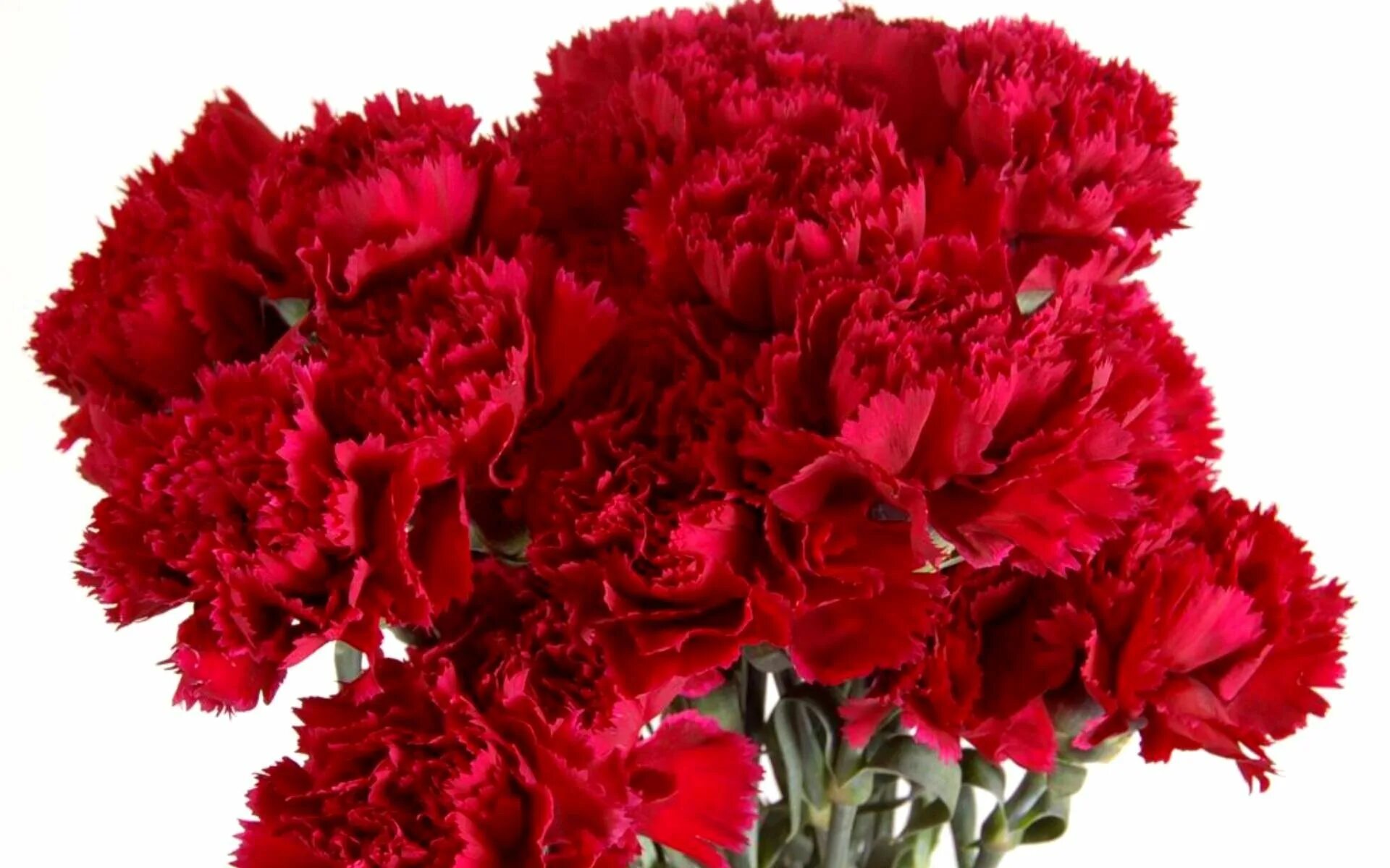 Маска гвоздика. Гвоздика одноголовая красная. Диантус красный. Dianthus Red гвоздика.