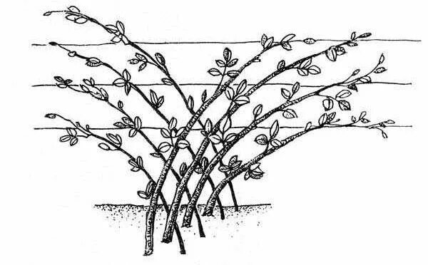 Формировка куста ежевики. Формировка ежевики бесшипной. Ежевика подвязка кустов. Обрезка формировка ежевики.