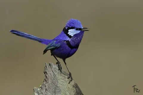 Blue takes