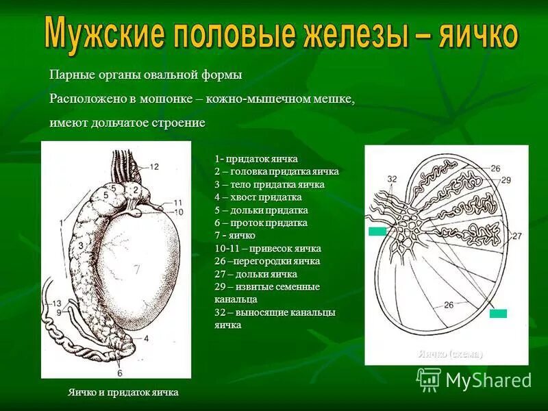 Функции придатка яичка. Строение яичка. Семенник внутреннее строение. Дольки яичка.