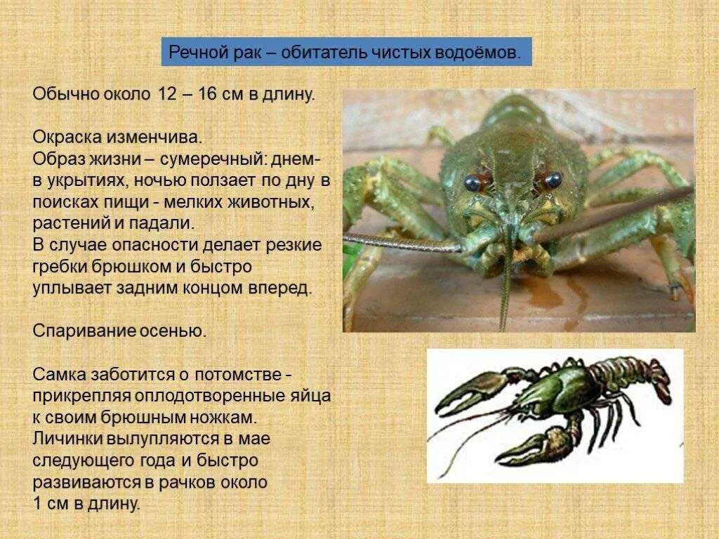 Рак речной тип животных. Сообщение о люомракообразном. сообщение о ракообразных. сообщение о любом ракообразном. ракообразные доклад.