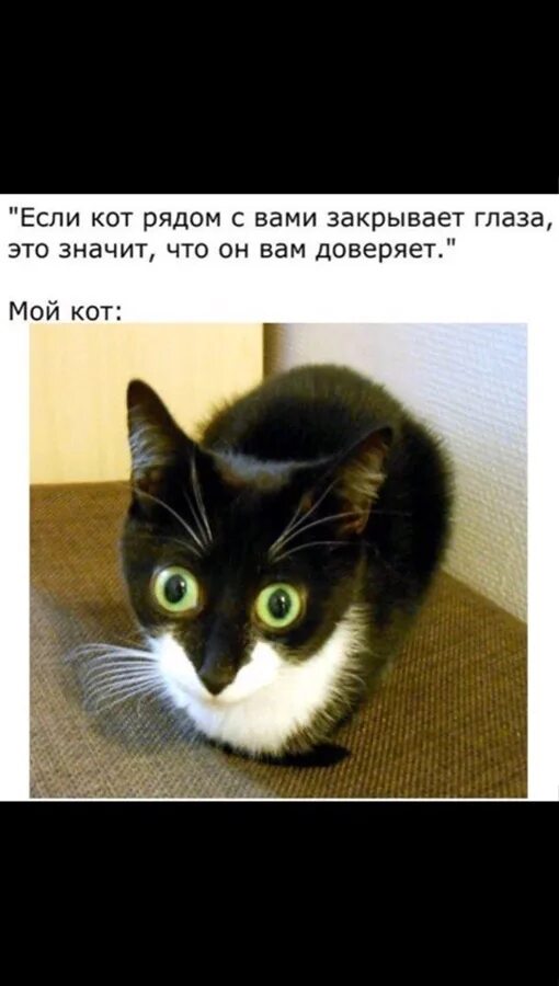 Закрыть кота