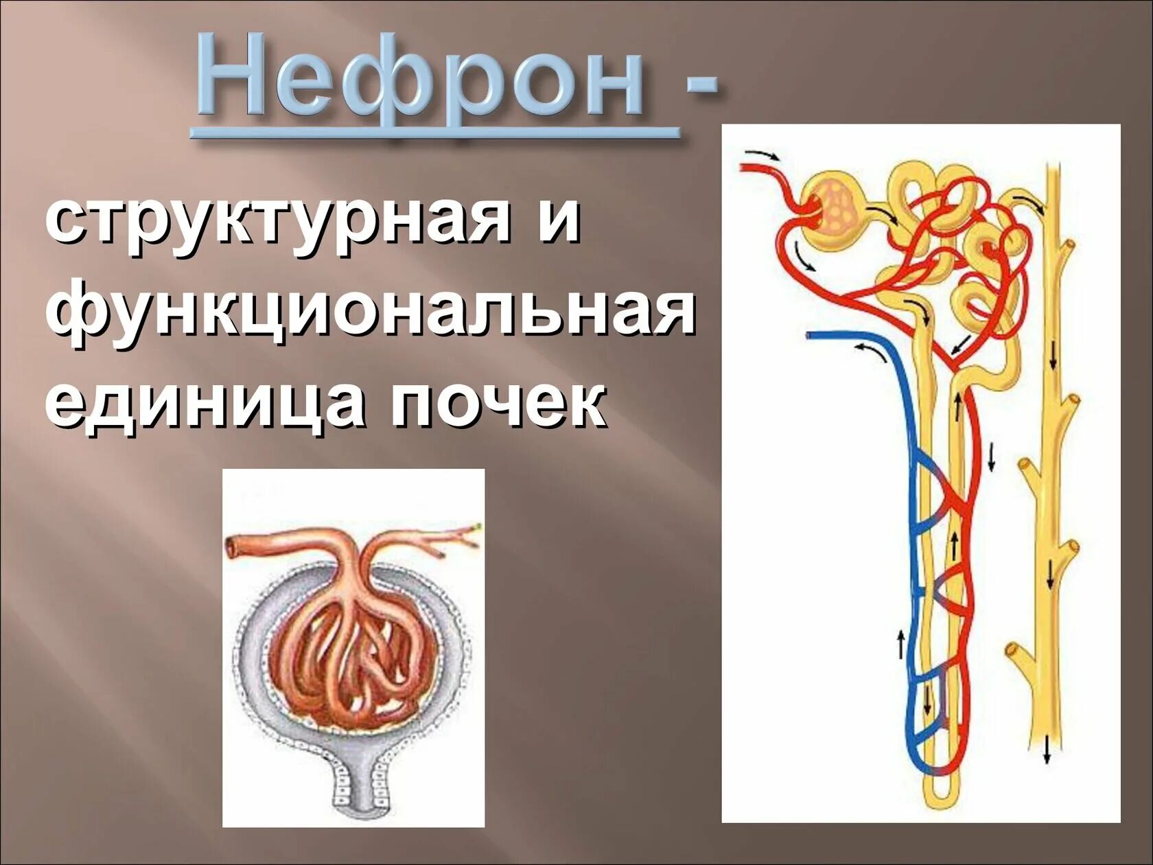 Схема строения нефрона почки. Строение нефрона почки. Строение нефрона почки человека. Строение нефрона 8 класс биология. Каково строение и работа нефрона