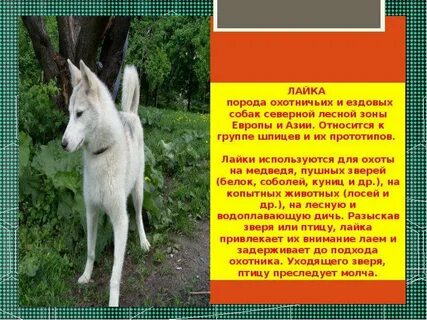 Лайка собака рассказ