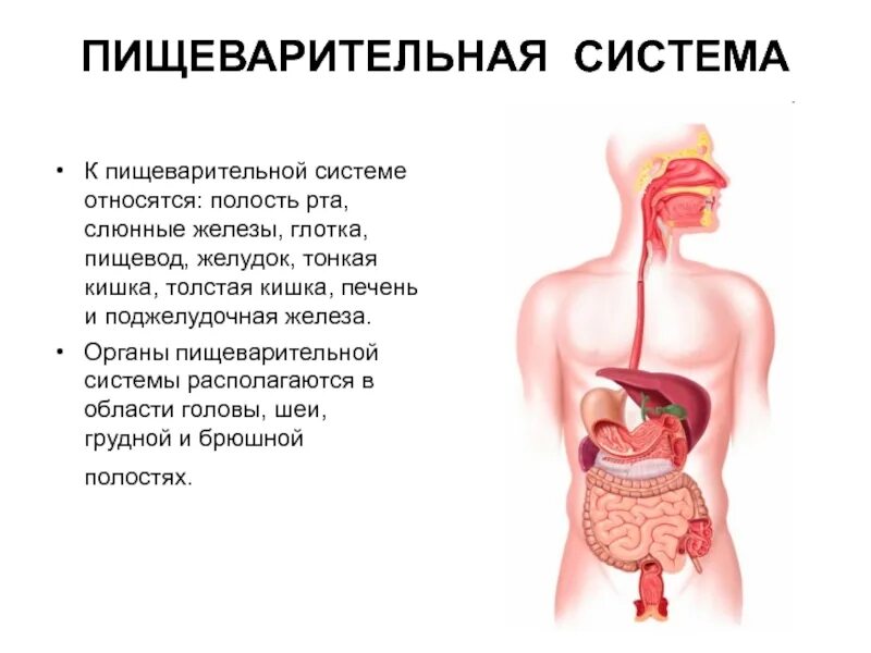 К пищеварительной системе не относится глотка почки пищевод печень. Орган не относящийся к пищеварительной системе. Гортань относится к пищеварительной системе. К пищеварительной системе не относится глотка гортань пищевод.