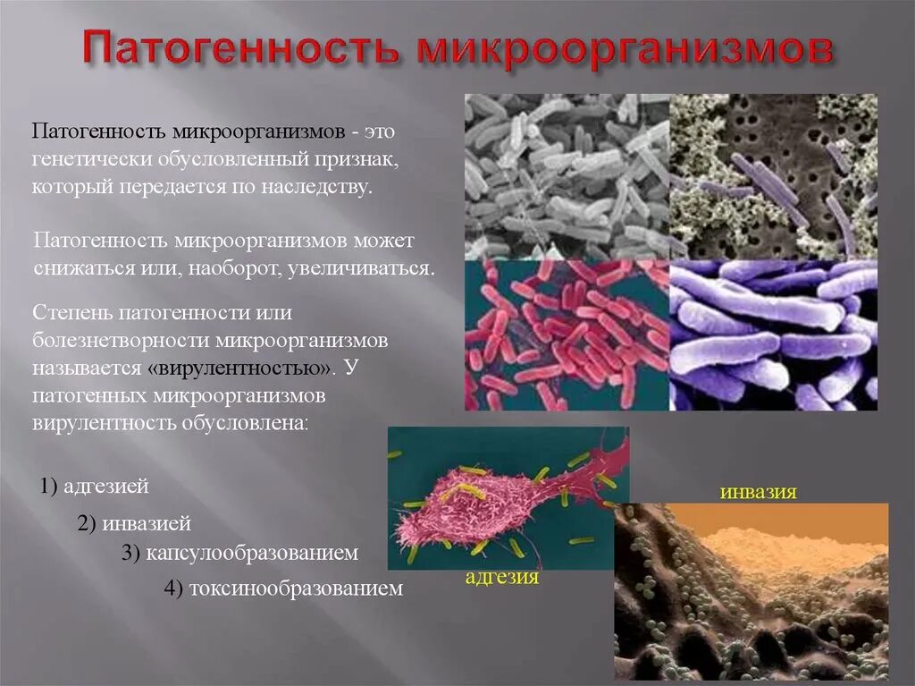 Значение болезнетворных бактерий. Патогенность микроорганизмов. Автогенные микроорганизмы. Патогенные микроорганизмы бактерии. Болезнетворные бактерии патогенные.