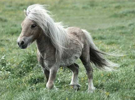 Mini pony