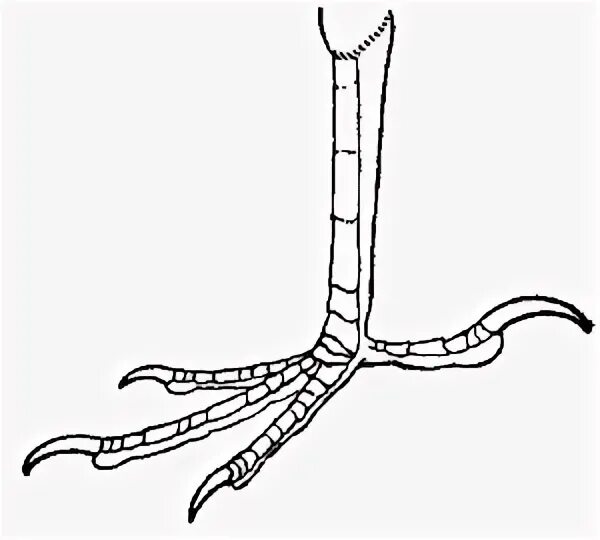 Ноги птиц. Лапы птицы схематично. Птичьи лапы. Лапы птиц чб. Лапки корень