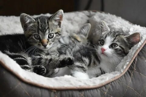 New kitten