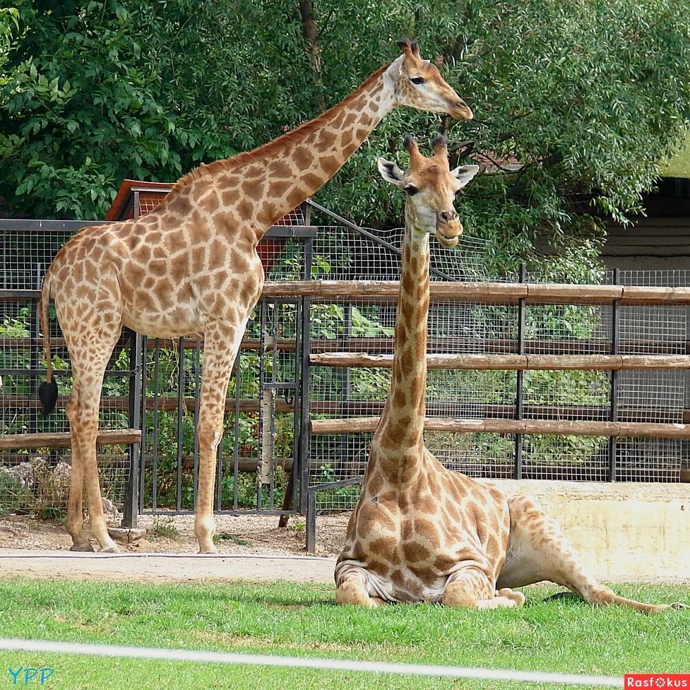 сколько жирафов в зоопарках