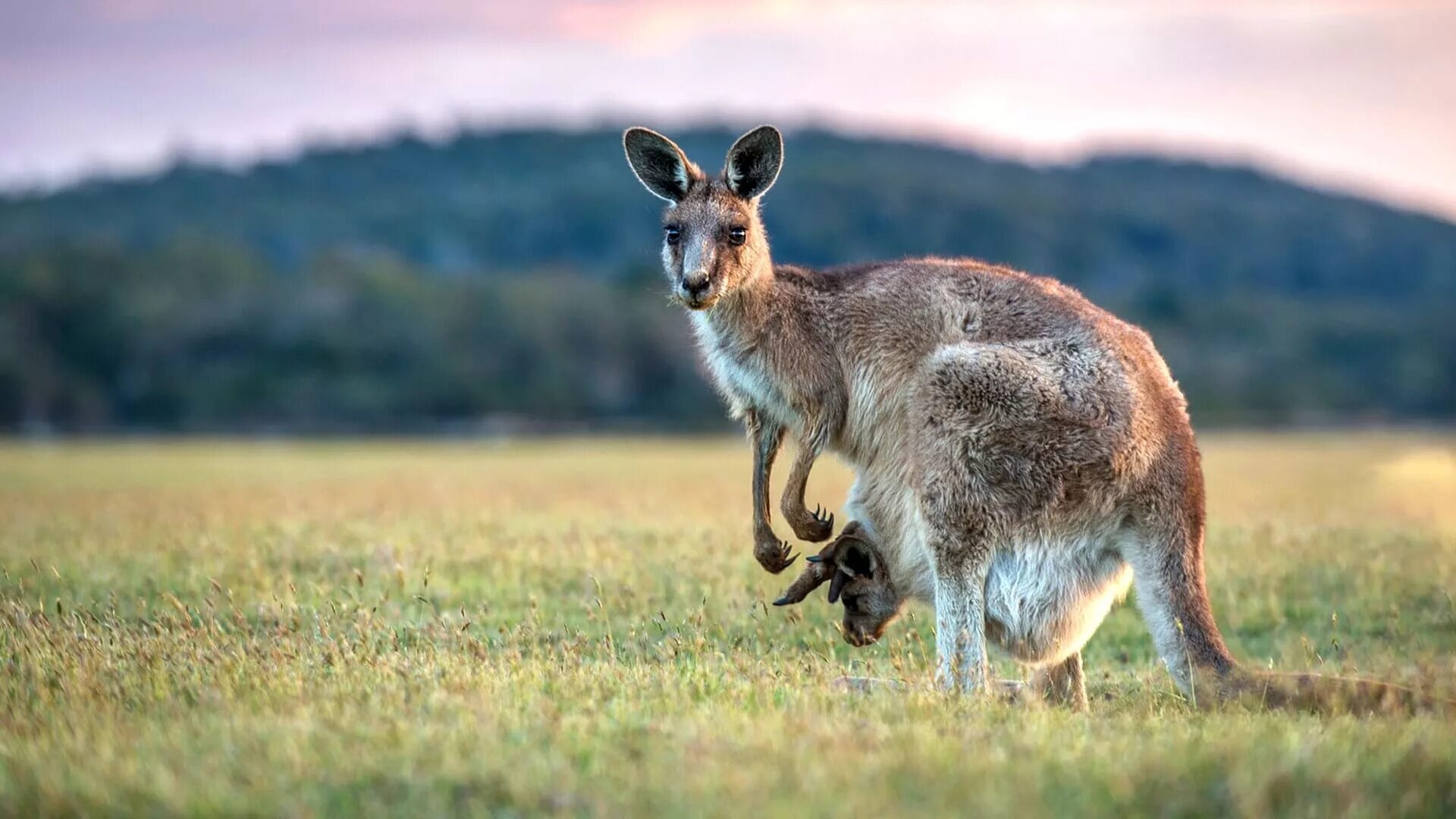 Кенгуру в Австралии. Длинноухий кенгуру. Эндемики Австралии кенгуру. Тасмания кенгуру. Кенгуру гранди