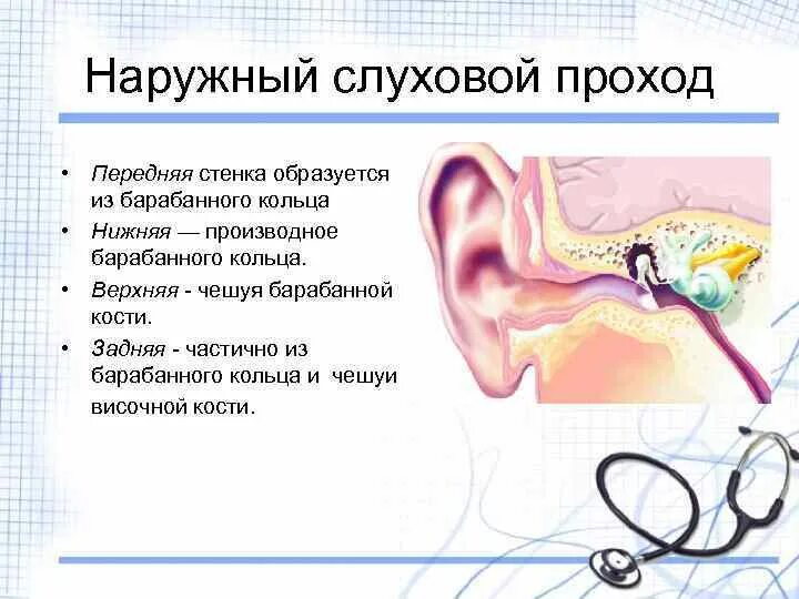 Задняя стенка наружного слухового прохода. Наружный слуховой проход передняя стенка. Топография наружного уха стенки. Наружный слуховой проход анатомия стенки. Воздух заполняет наружное ухо