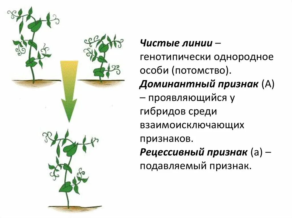 Чистые линии в генетике это. Чистая линия. Чистая линия генетика. Чистые линии это кратко.