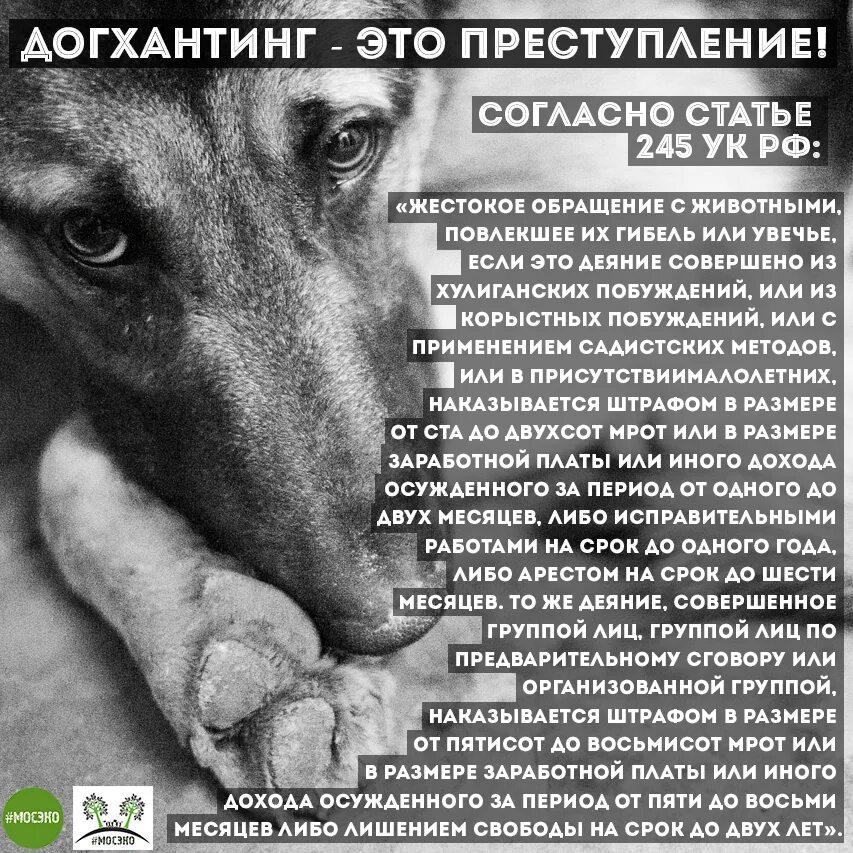 Обращение к животным. Жестокое обращение с животными. Животные жестокое обращение. Нет жестокому обращению с животными.