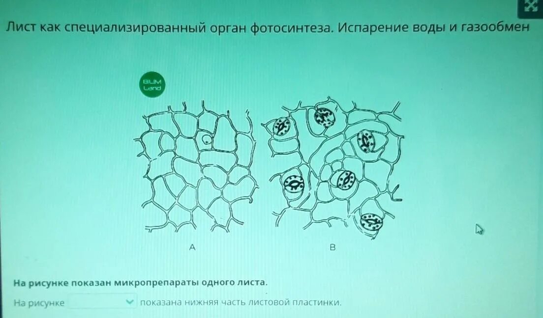 Лист – специализированный орган фотосинтеза. Микропрепарат листа. Газообмен в листьях рисунок. Лист как орган.