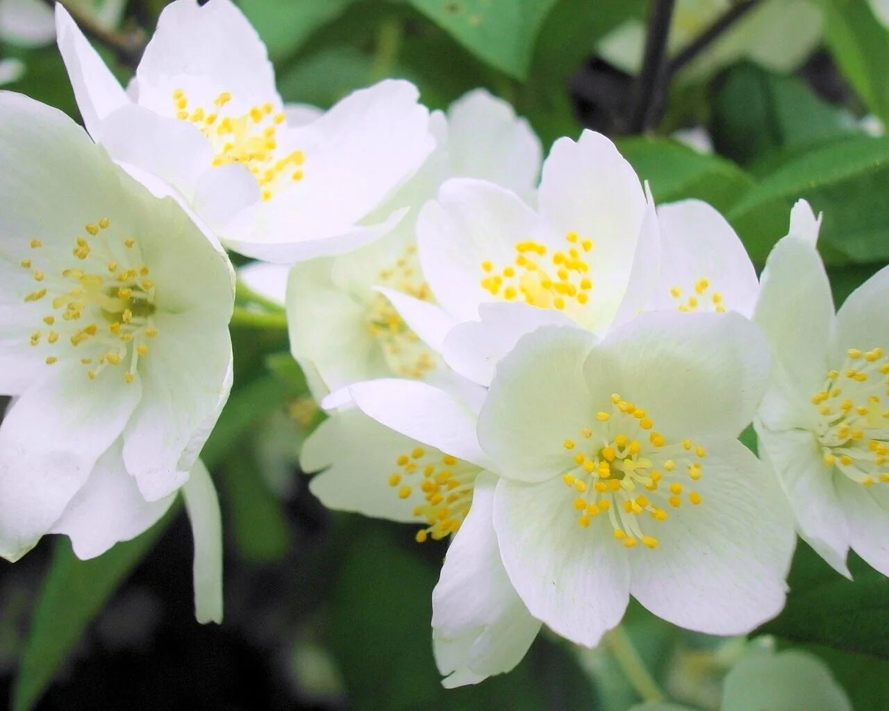 Китайская народная песня цветок жасмина ноты. Flowers ноты для фортепиано. Китайские ноты для фортепиано. Цветок жасмина песня. Цветок жасмина песня.