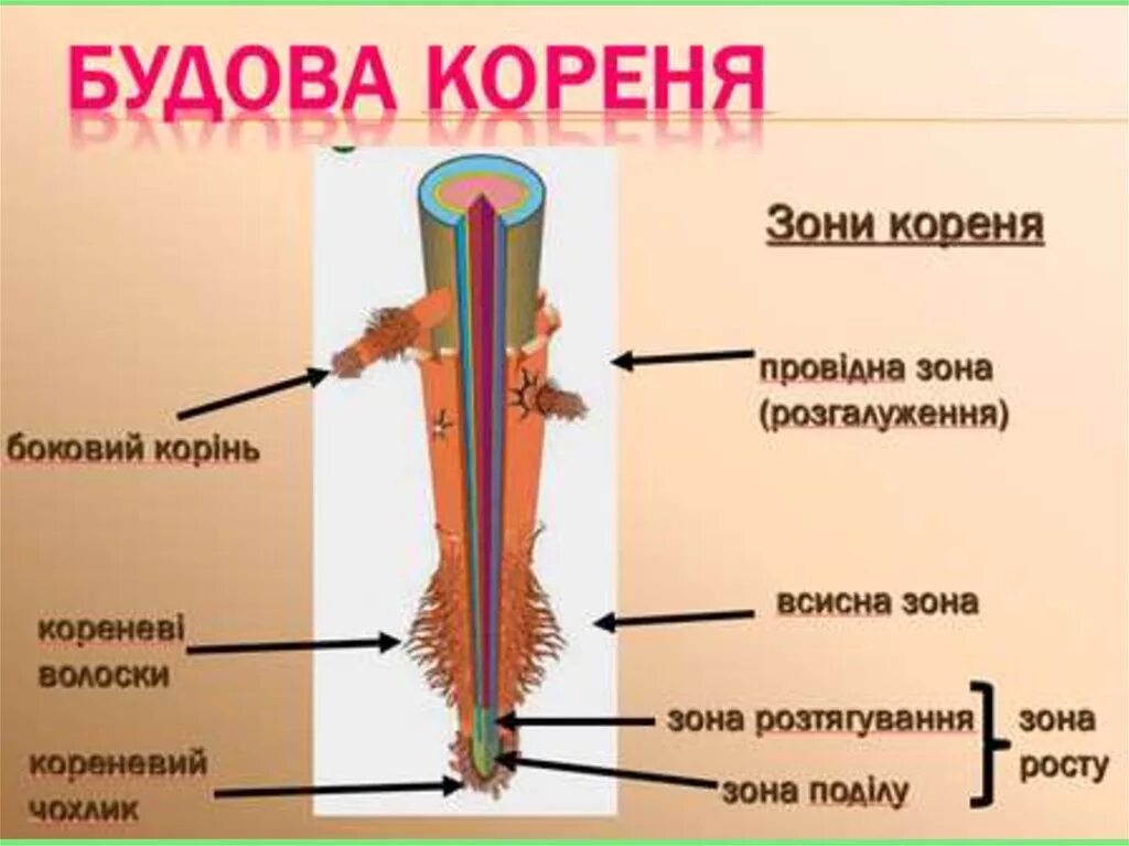 Анатомические зоны корня