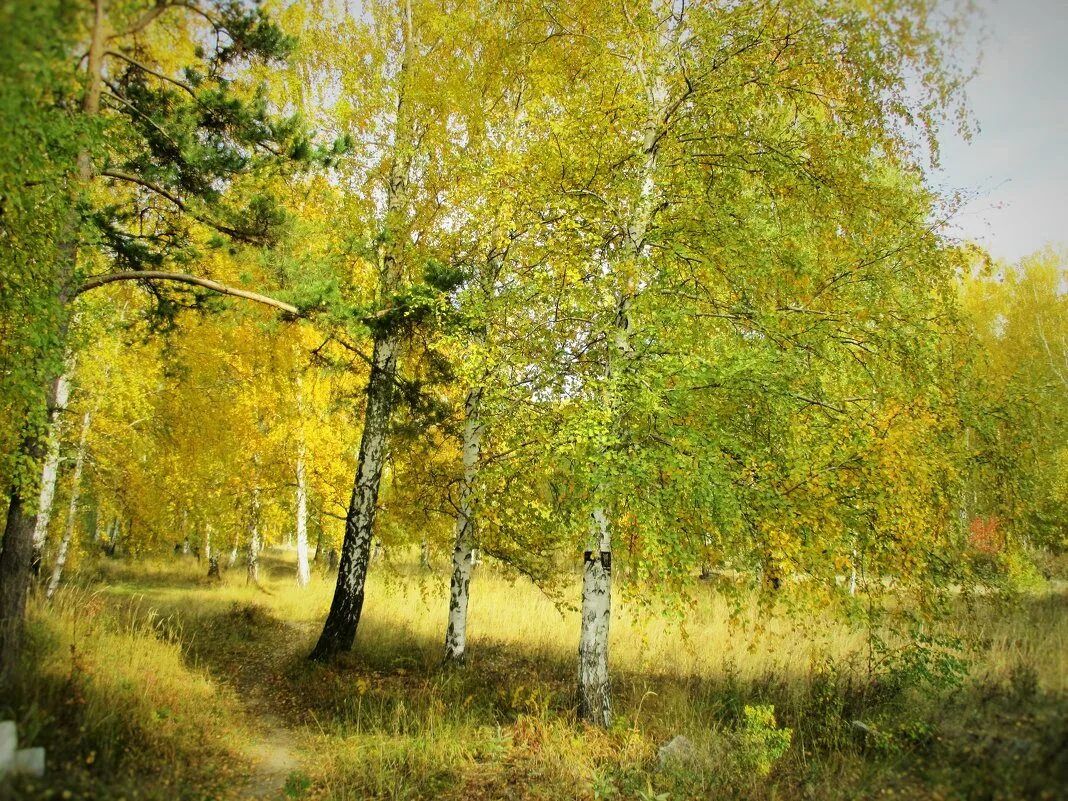 березовая роща тургенев. тургенев в березовой роще. отговорила роща золотая березовая роща осень. березовая роща тургенев. тургенев в березовой роще.