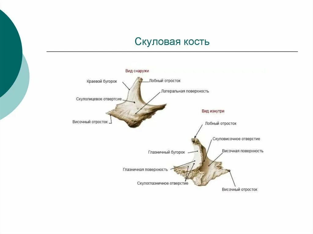 Анатомия скуловой кости