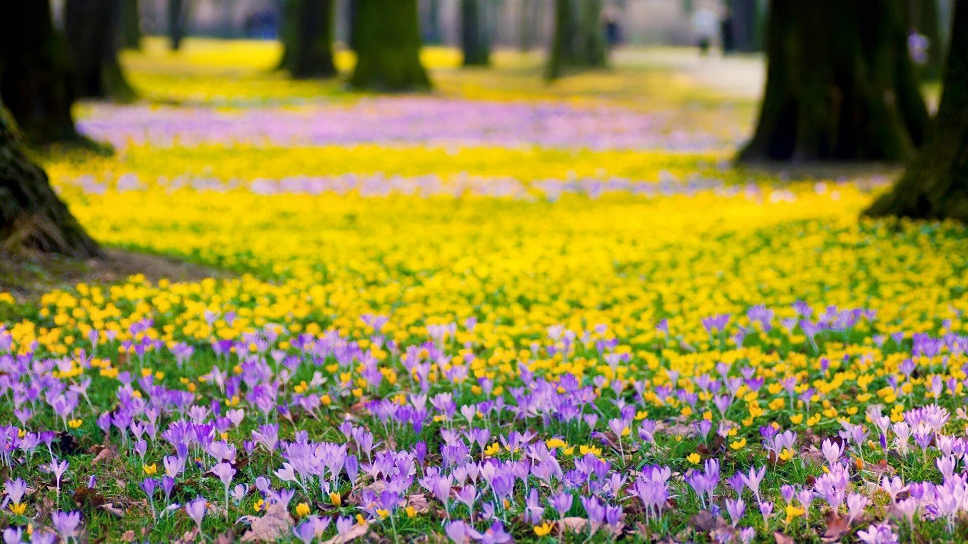 Парк Галицкого крокусы. Поляна цветов. Весенние цветы. Фон первоцветы