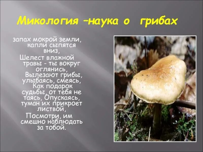 Наука которая изучает грибы. Микология наука о грибах. Микология грибы. Как называется наука о грибах. Наука о грибах кратко.