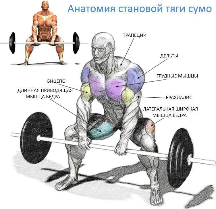 Тяга мышц. Становая тяга сумо техника. Становая тяга сумо анатомия. Мышцы задействованные при становой тяге сумо. Тяга сумо со штангой техника.