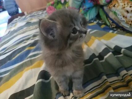 Котята в добрые в армавире