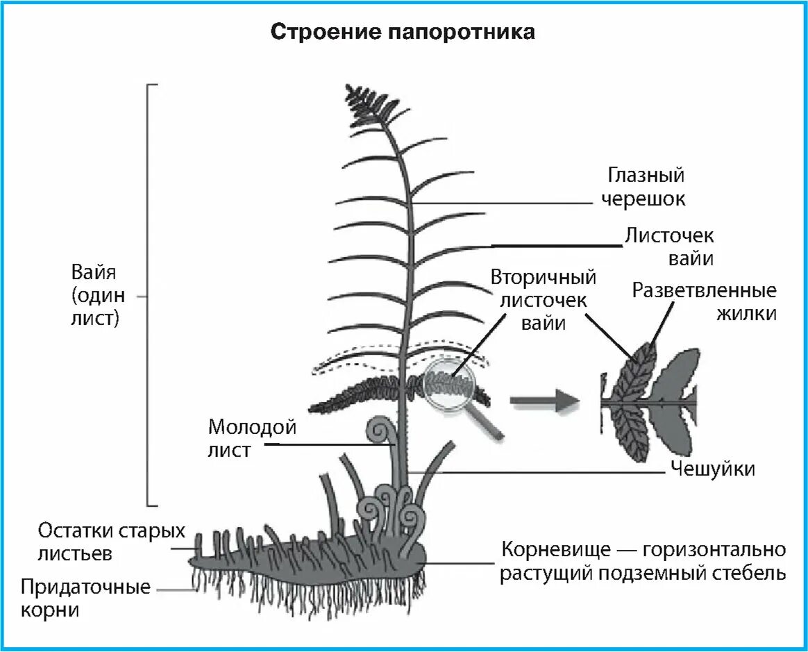 Какие органы отсутствуют у папоротников. Строение спорангия папоротника. Незрелый спорангий папоротника. Папоротниковые растения строение. Строение папоротникообразных.