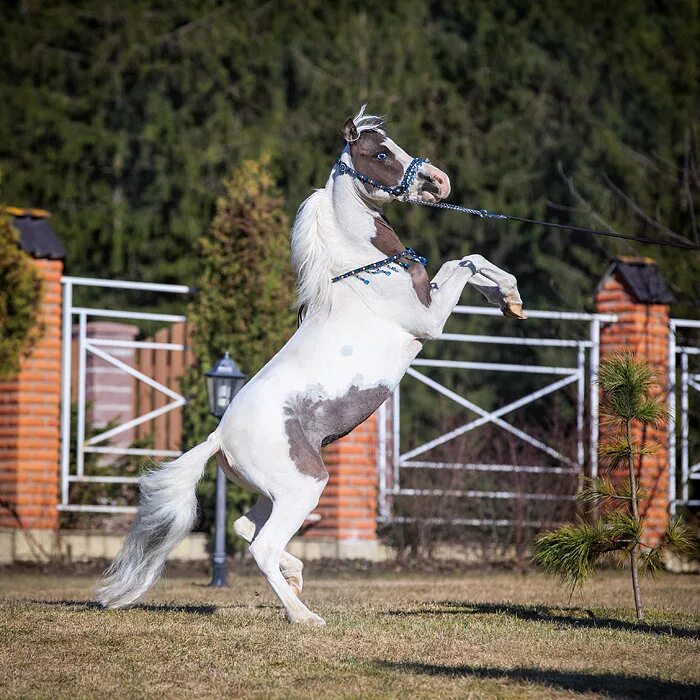 Ponying ru. Ранчо Идальго.