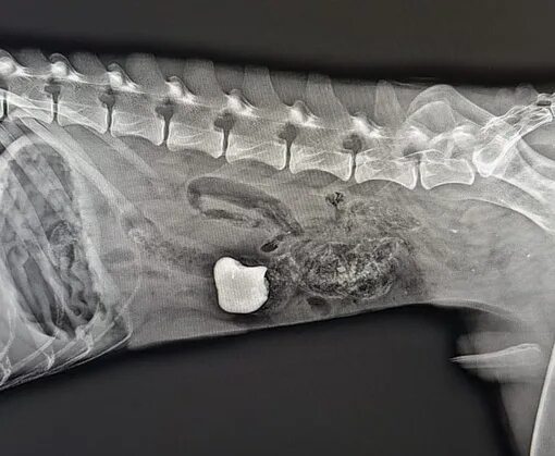 Собака съела носок. Инородное тело у кошки рентген. Рентген брюшной полости собаки инородное тело. Рентген собаки инородное тело. Линейное инородное тело рентген кошки.