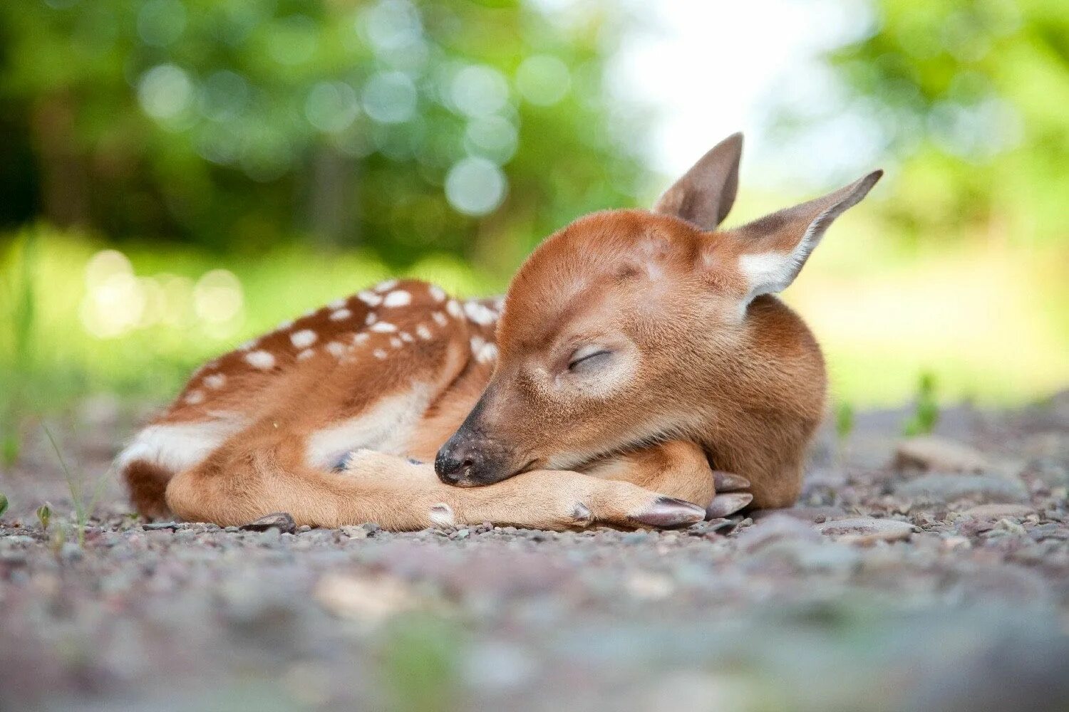 Animals rest