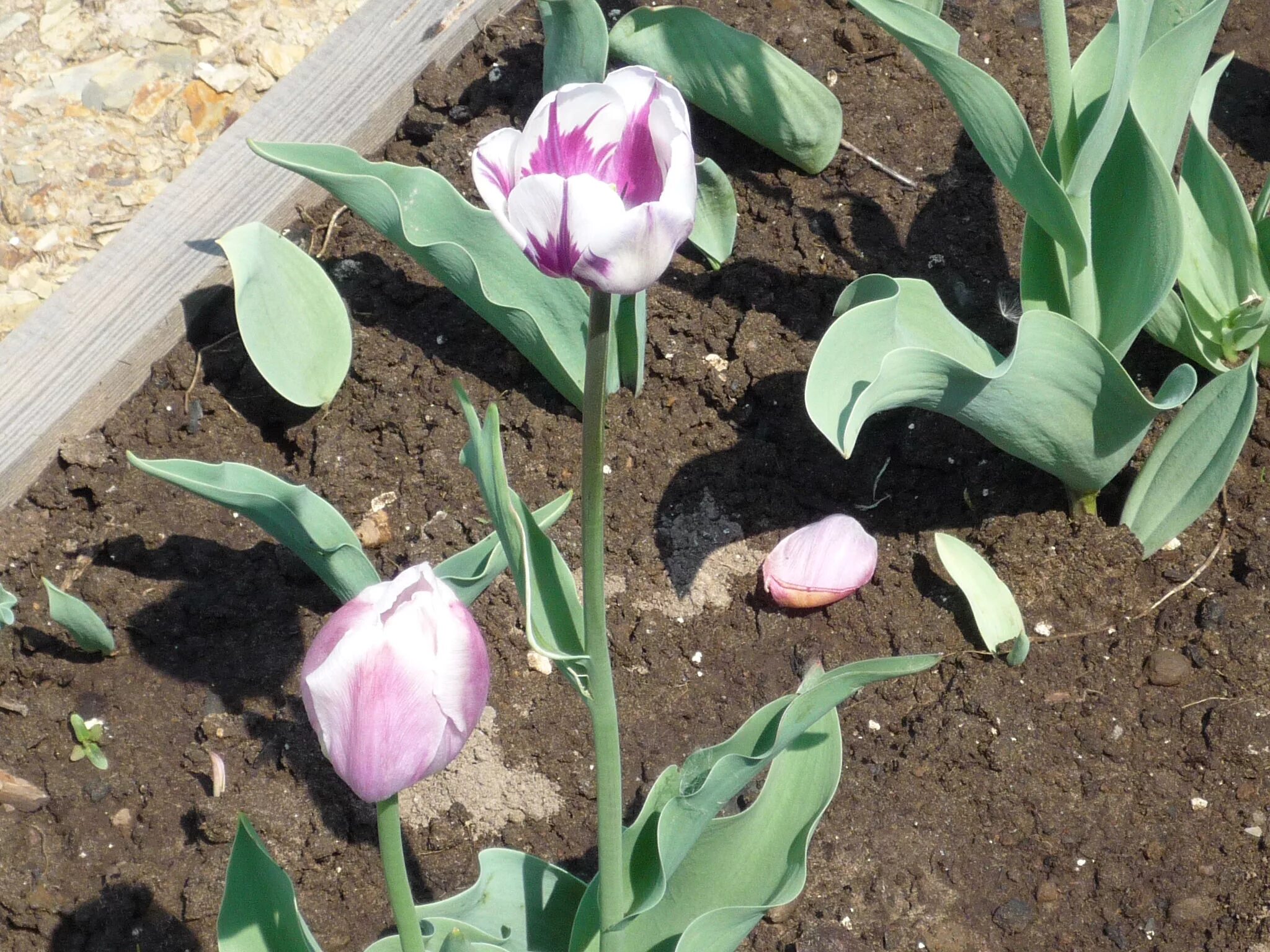 Когда пересаживать тюльпаны на новое место. Выкопка луковиц тюльпанов. Тюльпаны отцвели. Тюльпаны после цветения. Тюльпаны после цветения в открытом грунте.