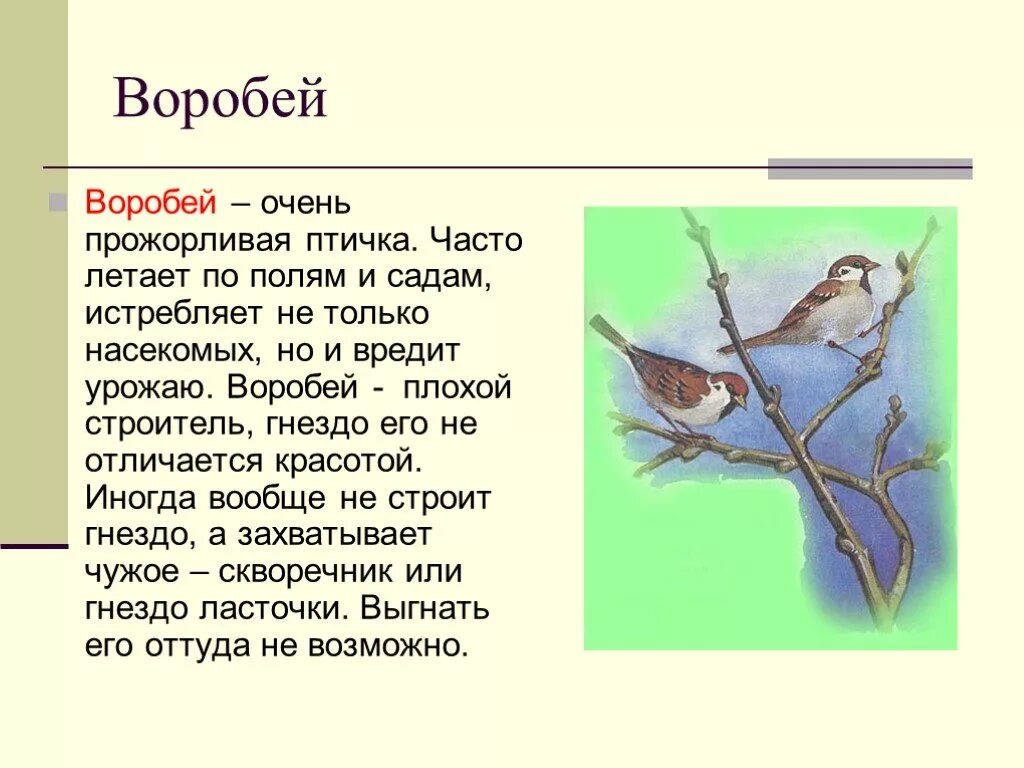 Текст воробей 1 класс. Доклад про воробья. Сообщение о Воробье. Воробей описание птицы. Описание воробья.