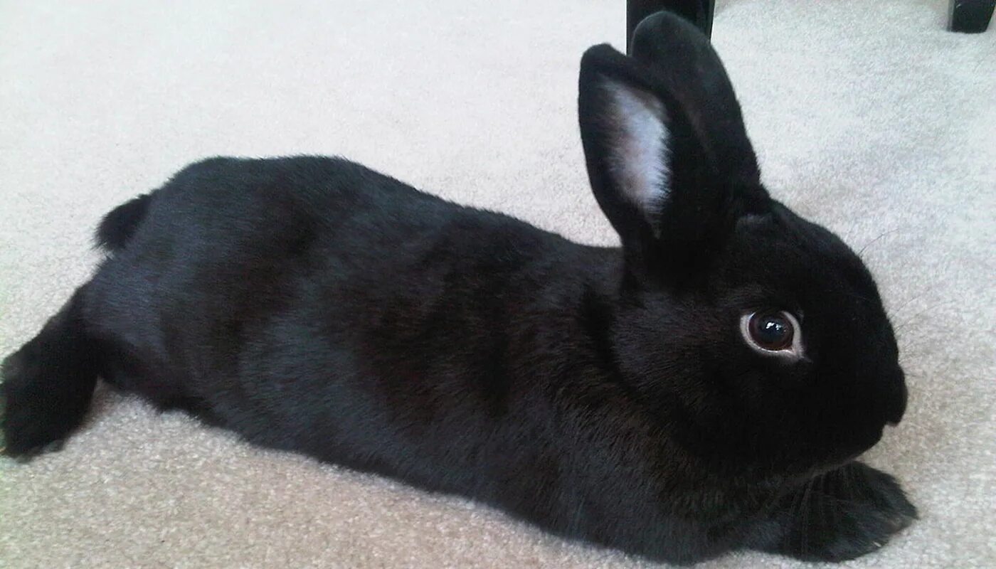 Черный кролик на английском. Новозеландский кролик черный. Черный кролик. Кролик черно белый. Черный декоративный кролик.