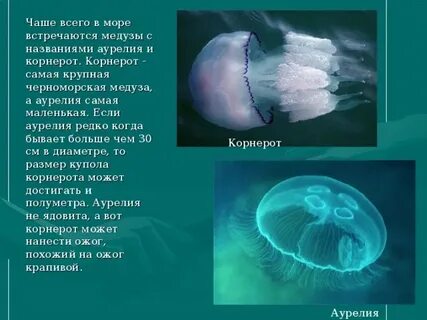 Что у медузы отвечает за защиту