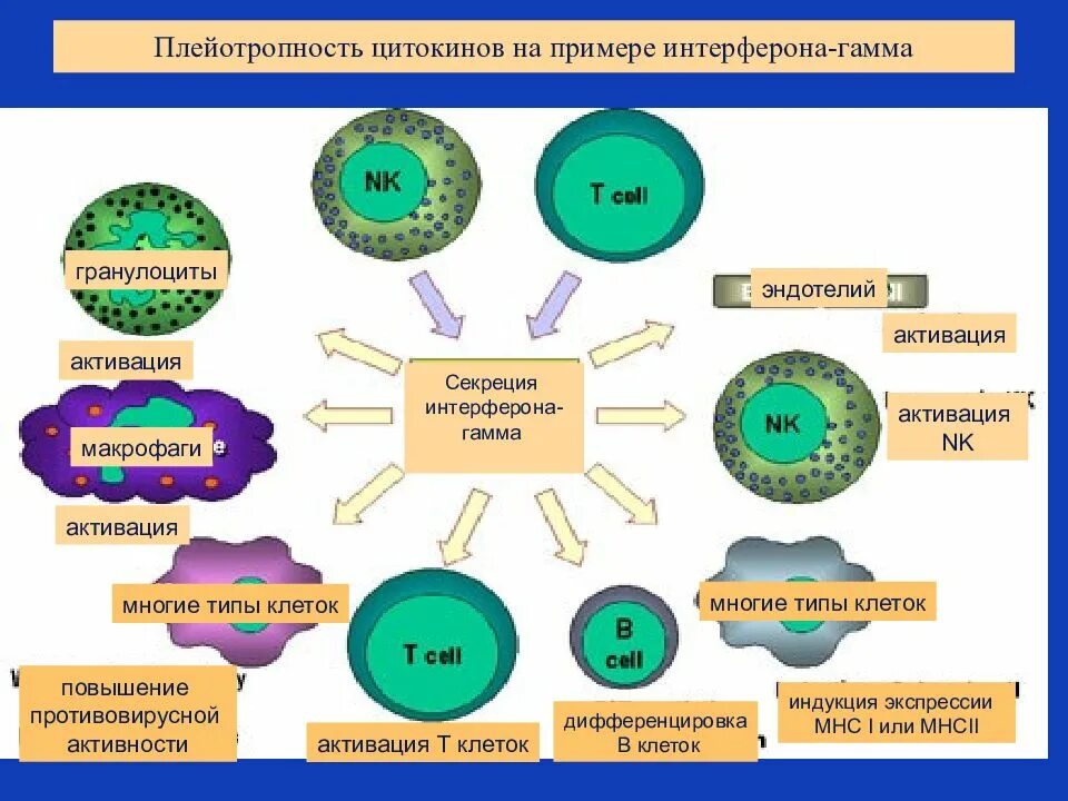 Гранулоциты макрофаги