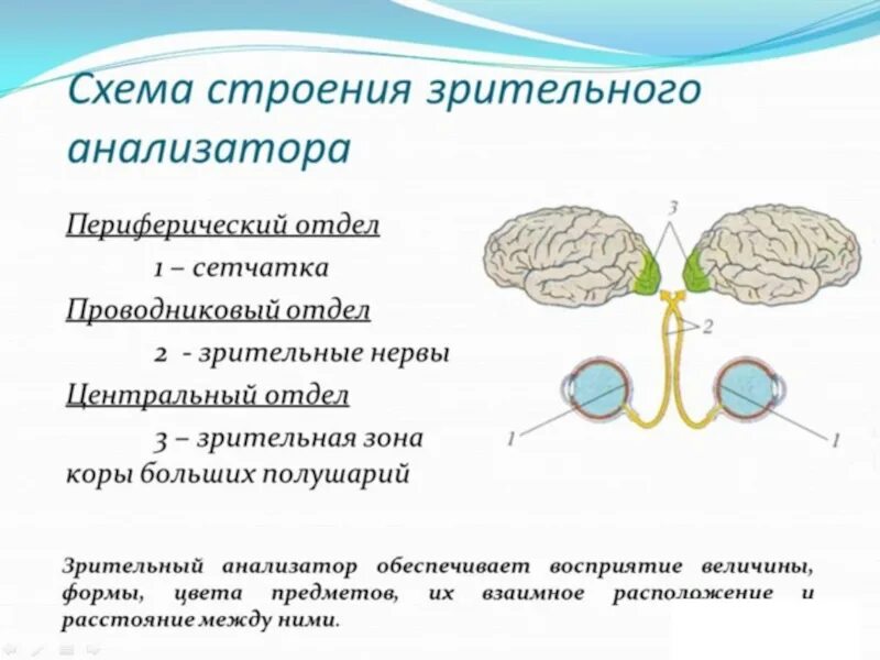 Из каких частей состоит анализатор биология