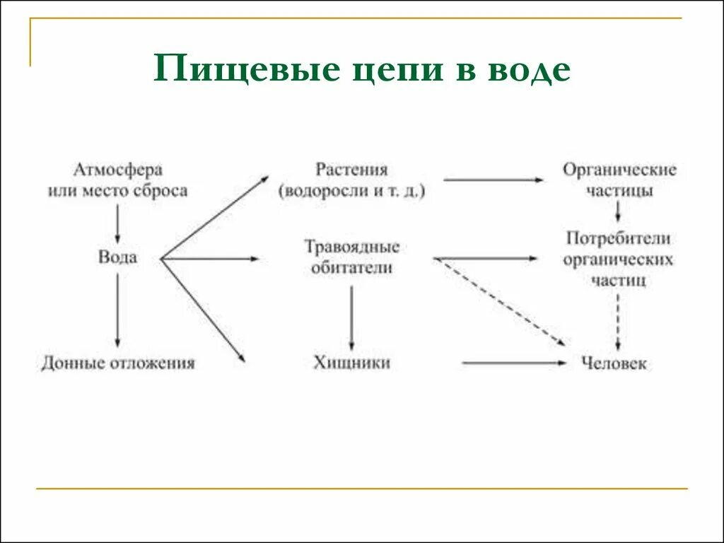 Приведи пример пищевых связей аквариума. Пищевая сеть питания в аквариуме. Пищевая сеть экосистемы аквариума. Пищевая цепь. Пищевые Сеьт в аквариуме.