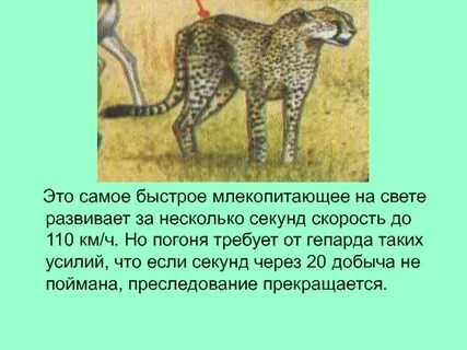 По скорости перемещения уступает только гепарду