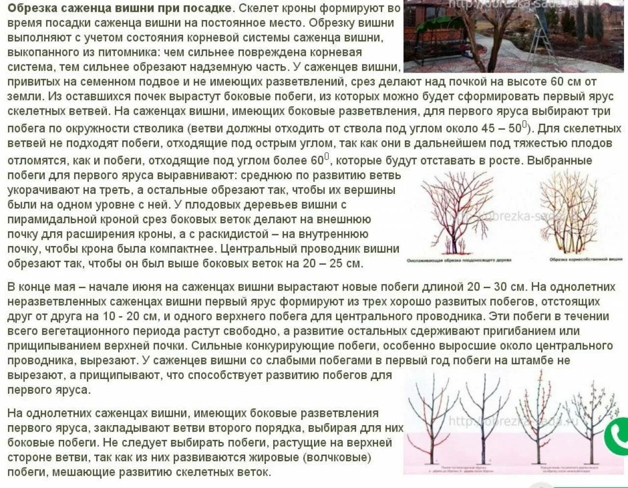 Правила обрезки плодовых деревьев. Подрезка деревьев вишни весной. кустовидная вишня обрезка. кустовидная формировка кроны черешни. обрезаем кустовую вишню.