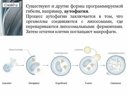 Запрограммированная гибель клетки