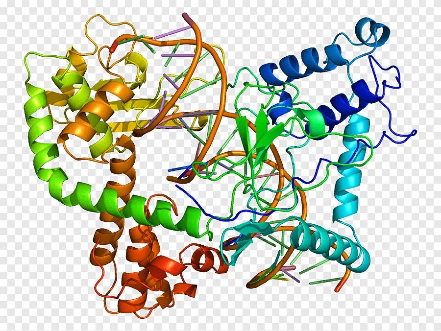 ДНК топоизомераза 1. ДНК топоизомераза 2. ДНК-топоизомераза 3. ДНК топоизомераза функции.